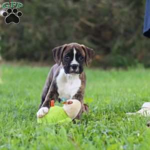 Lacy, Boxer Puppy